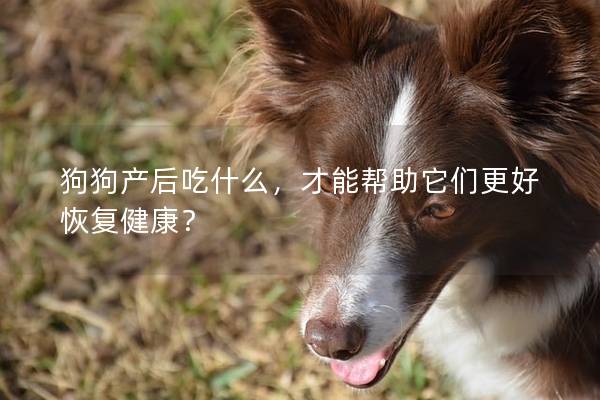 狗狗产后吃什么，才能帮助它们更好恢复健康？