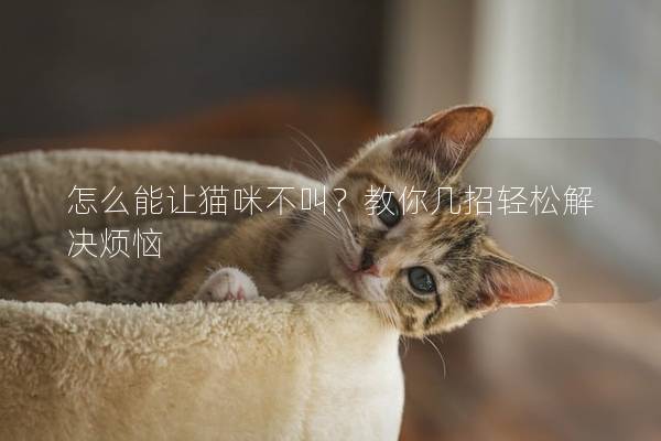 怎么能让猫咪不叫？教你几招轻松解决烦恼