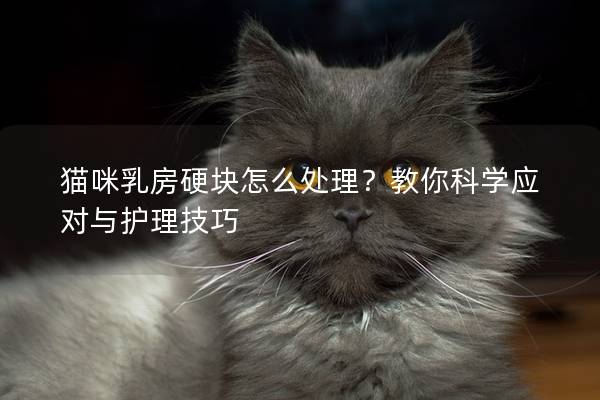 猫咪乳房硬块怎么处理？教你科学应对与护理技巧