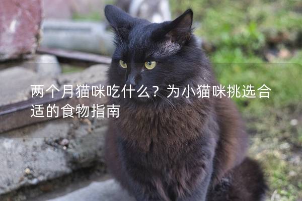 两个月猫咪吃什么？为小猫咪挑选合适的食物指南