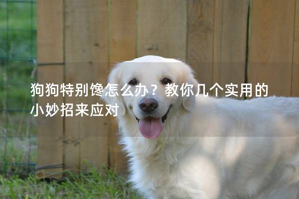 狗狗特别馋怎么办？教你几个实用的小妙招来应对