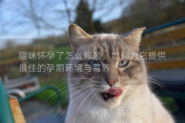 猫咪怀孕了怎么照顾，如何为它提供最佳的孕期环境与营养