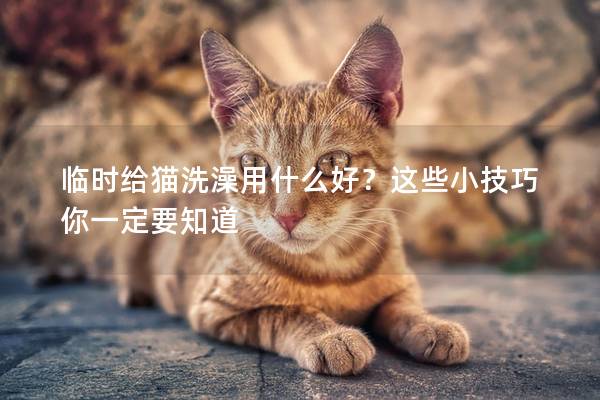 临时给猫洗澡用什么好？这些小技巧你一定要知道