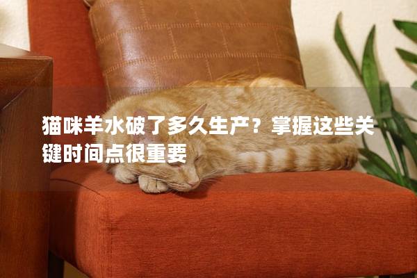 猫咪羊水破了多久生产？掌握这些关键时间点很重要