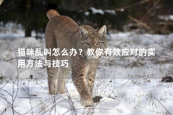 猫咪乱叫怎么办？教你有效应对的实用方法与技巧