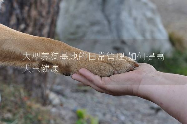 大型养狗基地的日常管理,如何提高犬只健康