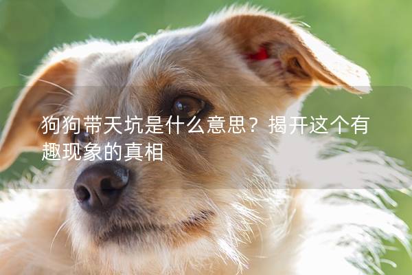 狗狗带天坑是什么意思？揭开这个有趣现象的真相