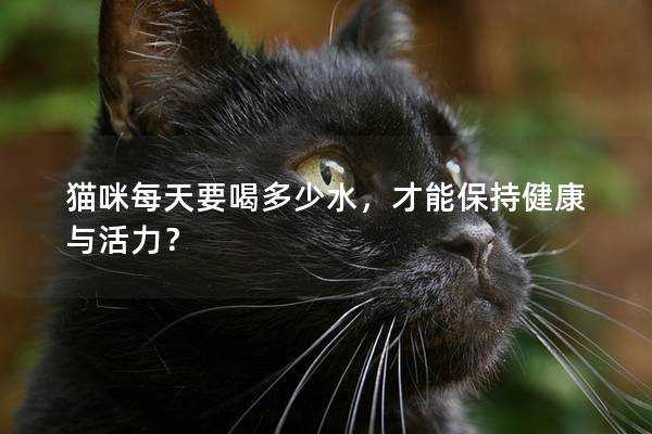 猫咪每天要喝多少水，才能保持健康与活力？