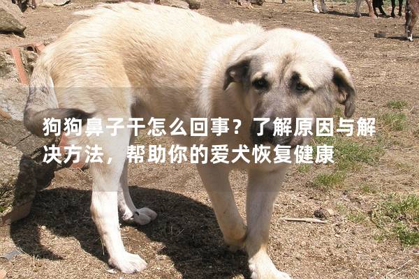 狗狗鼻子干怎么回事？了解原因与解决方法，帮助你的爱犬恢复健康