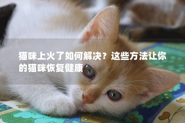 猫咪上火了如何解决？这些方法让你的猫咪恢复健康