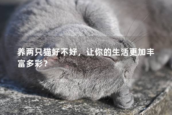 养两只猫好不好，让你的生活更加丰富多彩？