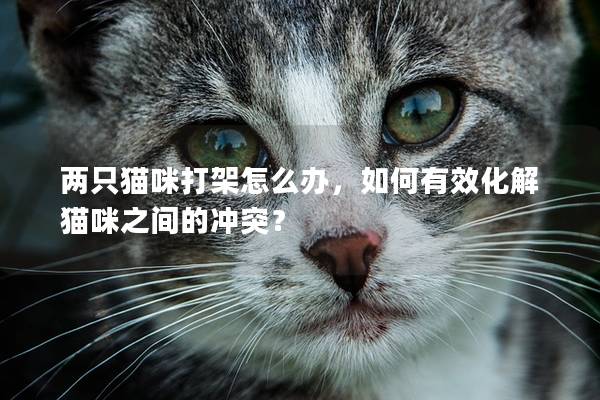 两只猫咪打架怎么办，如何有效化解猫咪之间的冲突？