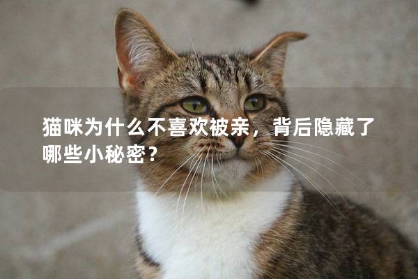 猫咪为什么不喜欢被亲，背后隐藏了哪些小秘密？