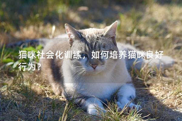 猫咪社会化训练，如何培养猫咪良好行为？