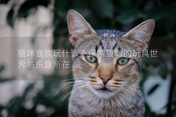 猫咪喜欢玩什么？探索猫咪的玩具世界与乐趣所在