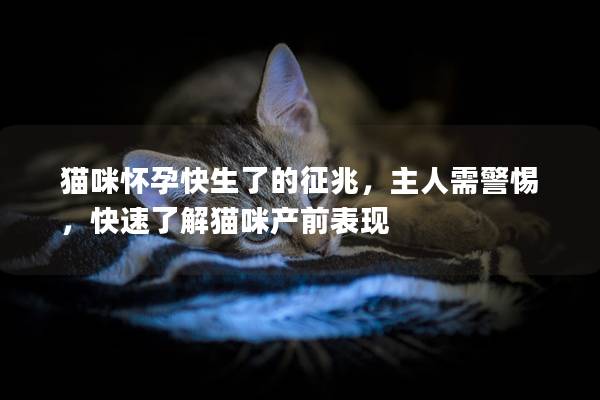 猫咪怀孕快生了的征兆，主人需警惕，快速了解猫咪产前表现