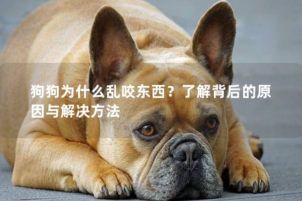 狗狗为什么乱咬东西？了解背后的原因与解决方法