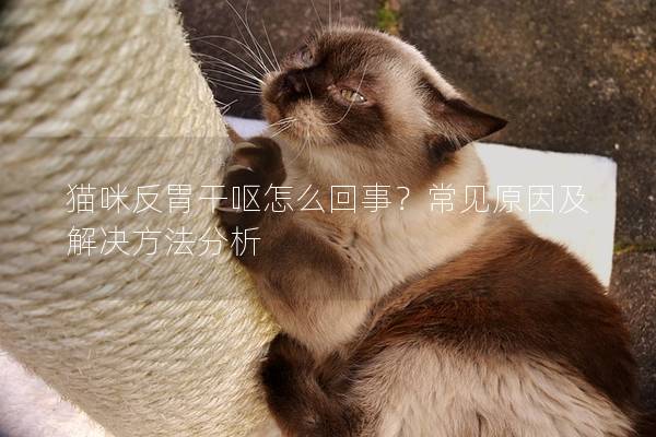 猫咪反胃干呕怎么回事？常见原因及解决方法分析