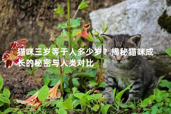 猫咪三岁等于人多少岁？揭秘猫咪成长的秘密与人类对比