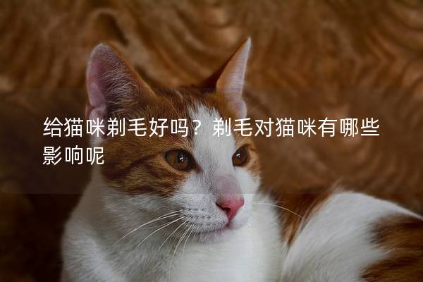 给猫咪剃毛好吗？剃毛对猫咪有哪些影响呢