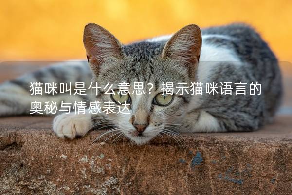 猫咪叫是什么意思？揭示猫咪语言的奥秘与情感表达