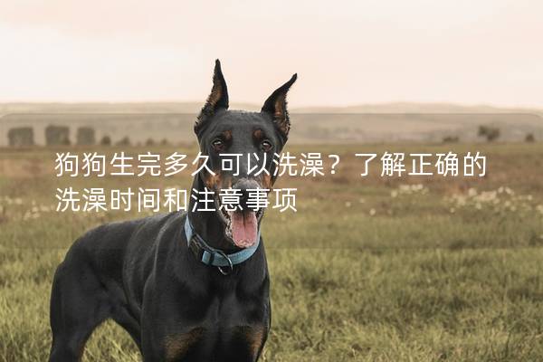 狗狗生完多久可以洗澡？了解正确的洗澡时间和注意事项