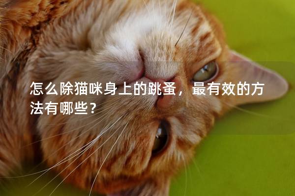 怎么除猫咪身上的跳蚤，最有效的方法有哪些？