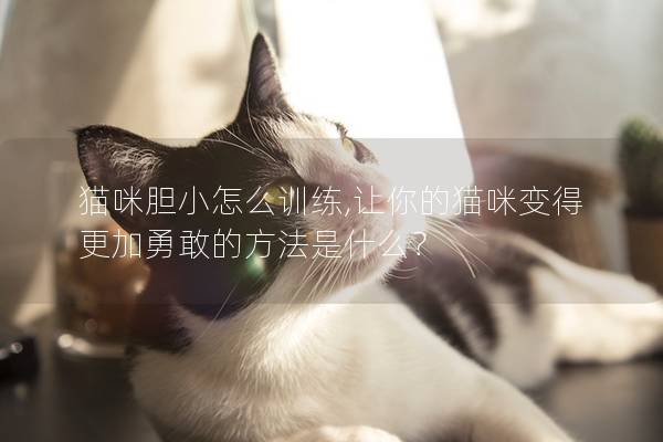 猫咪胆小怎么训练,让你的猫咪变得更加勇敢的方法是什么？