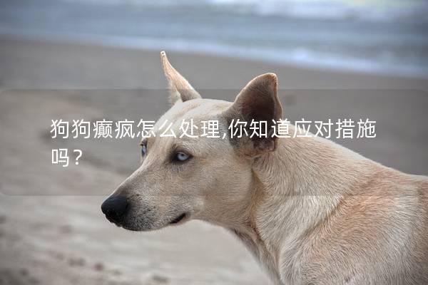 狗狗癫疯怎么处理,你知道应对措施吗？