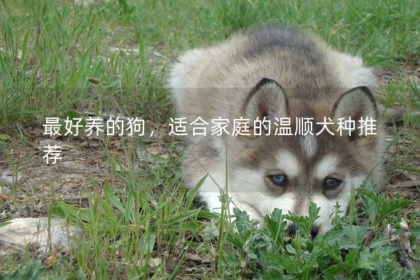 最好养的狗，适合家庭的温顺犬种推荐