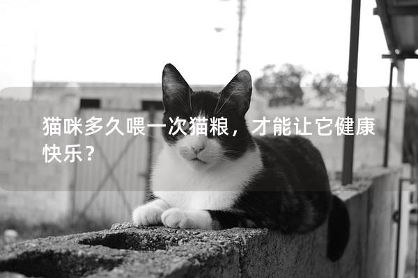 猫咪多久喂一次猫粮，才能让它健康快乐？