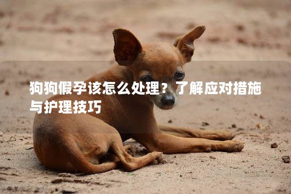 狗狗假孕该怎么处理？了解应对措施与护理技巧