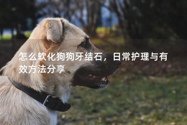 怎么软化狗狗牙结石，日常护理与有效方法分享