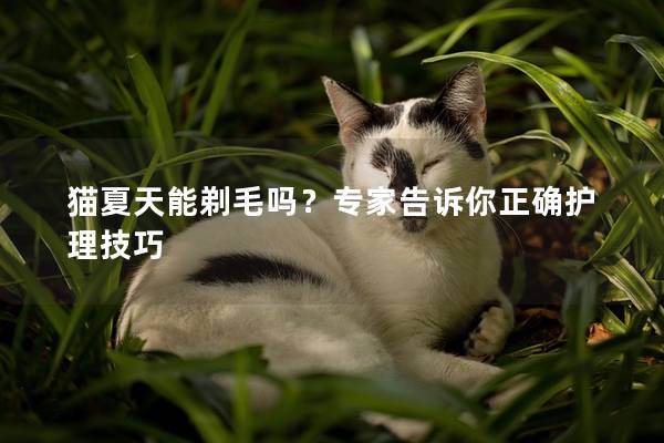 猫夏天能剃毛吗？专家告诉你正确护理技巧