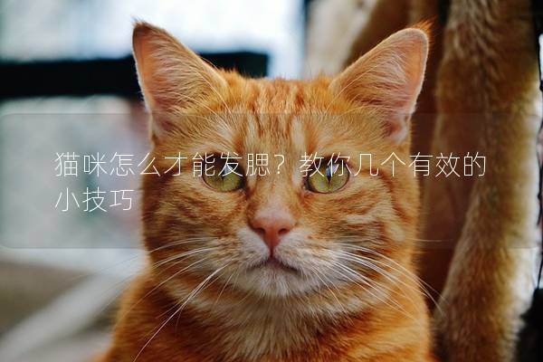 猫咪怎么才能发腮？教你几个有效的小技巧