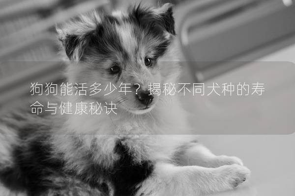 狗狗能活多少年？揭秘不同犬种的寿命与健康秘诀