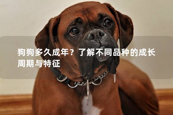 狗狗多久成年？了解不同品种的成长周期与特征