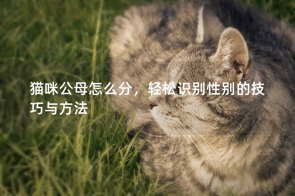 猫咪公母怎么分，轻松识别性别的技巧与方法