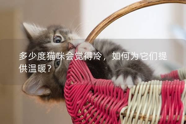 多少度猫咪会觉得冷，如何为它们提供温暖？