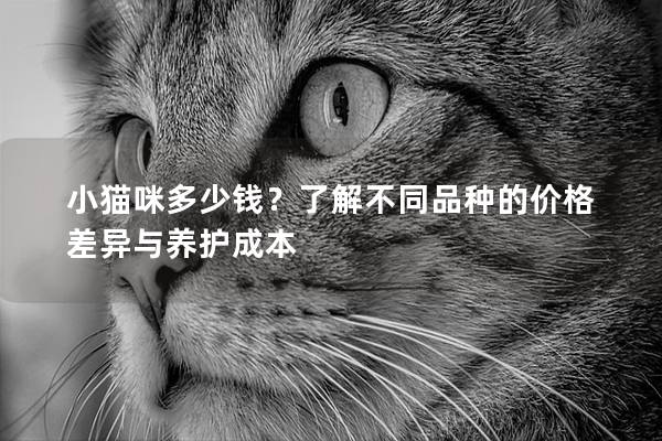 小猫咪多少钱？了解不同品种的价格差异与养护成本