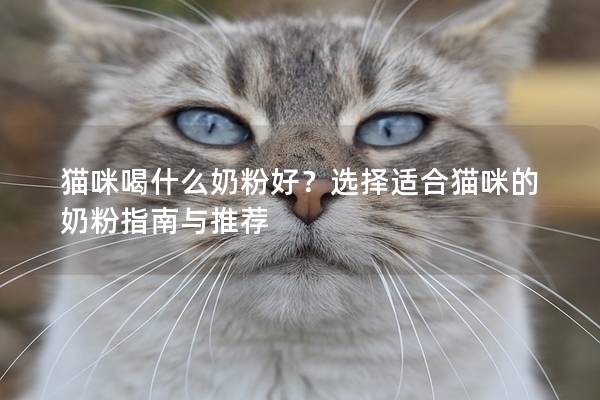 猫咪喝什么奶粉好？选择适合猫咪的奶粉指南与推荐