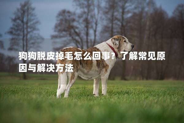 狗狗脱皮掉毛怎么回事？了解常见原因与解决方法