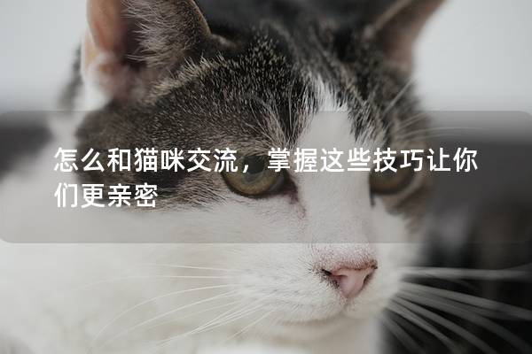 怎么和猫咪交流，掌握这些技巧让你们更亲密