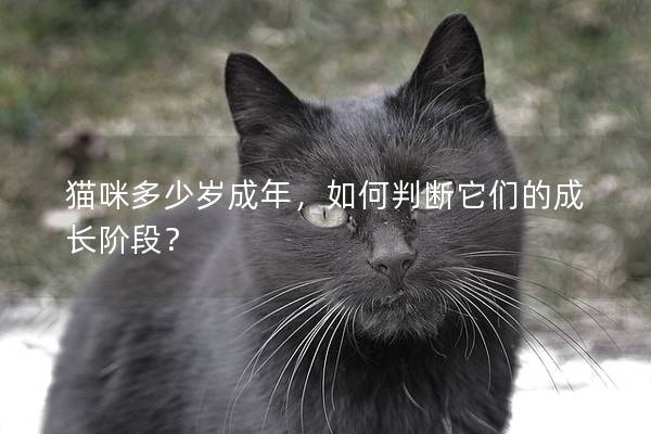 猫咪多少岁成年，如何判断它们的成长阶段？