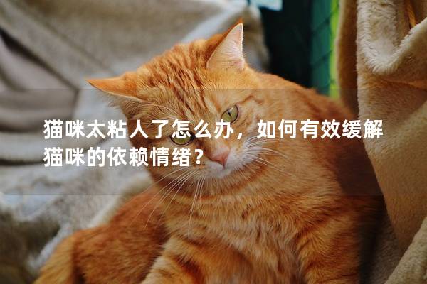 猫咪太粘人了怎么办，如何有效缓解猫咪的依赖情绪？