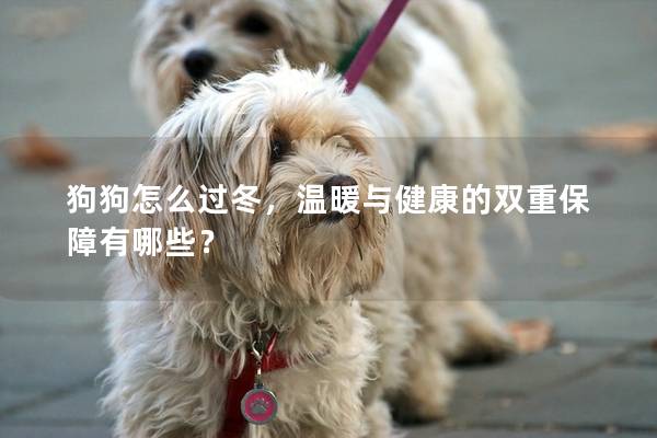 狗狗怎么过冬，温暖与健康的双重保障有哪些？