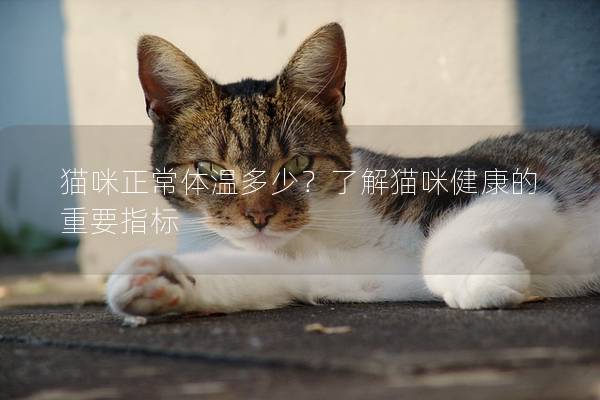 猫咪正常体温多少？了解猫咪健康的重要指标