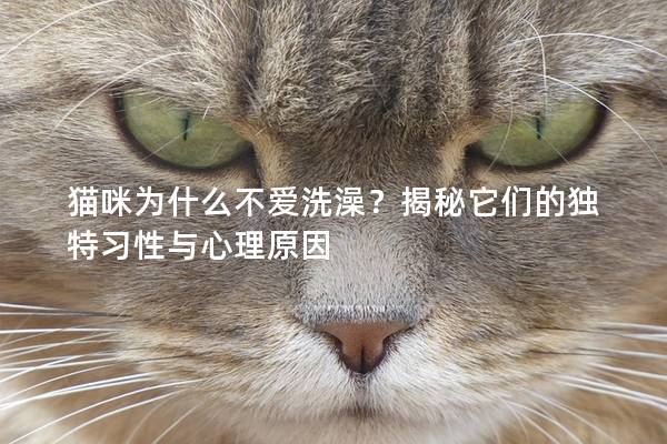 猫咪为什么不爱洗澡？揭秘它们的独特习性与心理原因