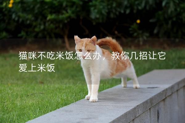 猫咪不吃米饭怎么办，教你几招让它爱上米饭