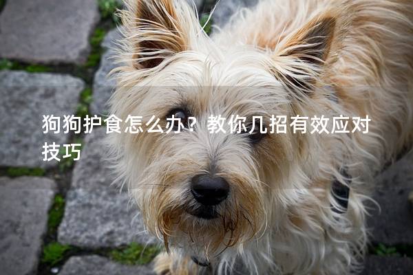 狗狗护食怎么办？教你几招有效应对技巧